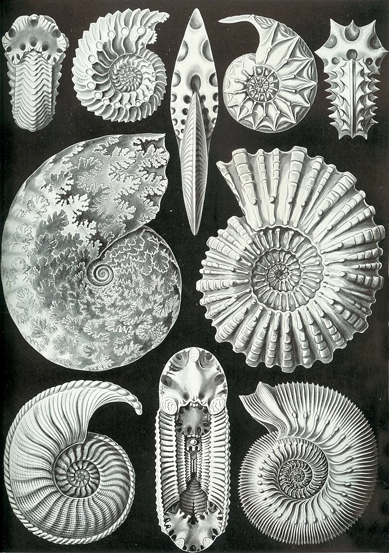 A variety of ammonite forms, from Ernst Haeckel's 1904 Kunstformen der Natur.