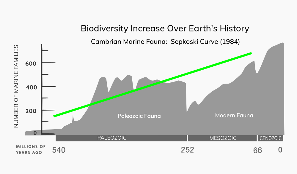 The orginal Sepkoski curve shows the rise and fall the numbers of marine families over the last 540 million years.  Despite extinctions and crashes, overall we observe the net increase in biodiversity over Earth's history (our emphasis: green).