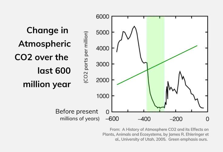 The Carboniferous age, its trees and forests, embody in dramatic fashion the fourth phenomenon that has characterized the Earth’s greening of the biosphere