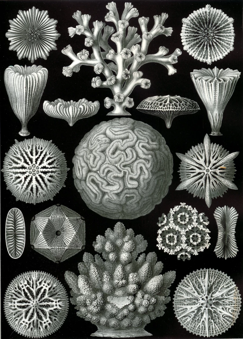 A variety of coral species. Kunstformen der Natur (1904), plate 26: Hexacoralla