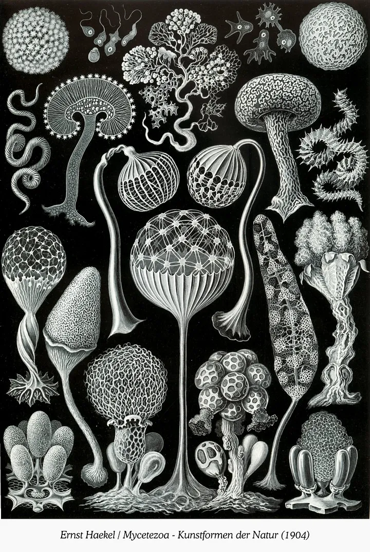 A variety of fungal and mycellial forms, from Ernst Haeckel's 1904 Kunstformen der Natur.